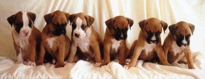 sara - Boxer (1 mois)