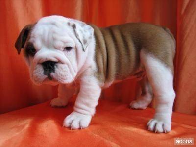 Gordo - Boxer Mâle (1 mois)
