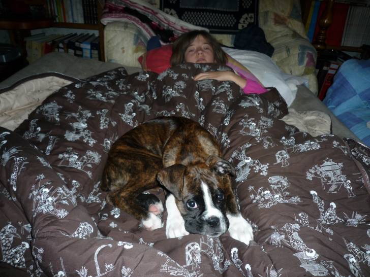 ma chienne - Boxer (3 mois)