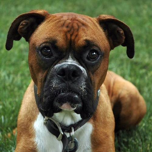 Dixie - Boxer (6 ans)