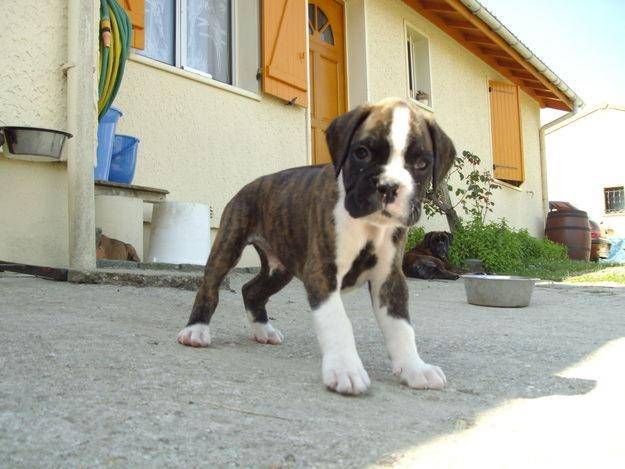 xena - Boxer (5 mois)