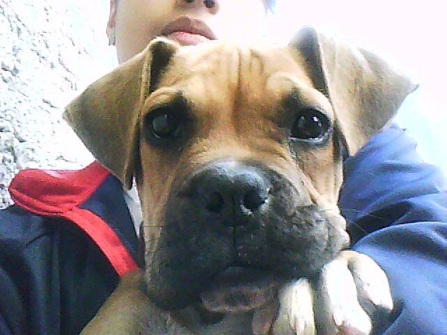 bocho - Boxer Mâle (3 ans)