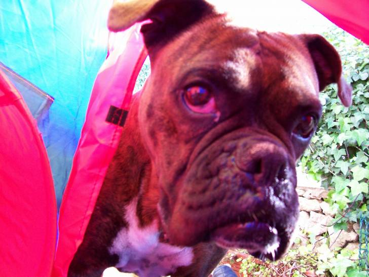 cora - Boxer (6 ans)