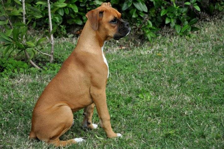 ragea - Boxer (11 ans)