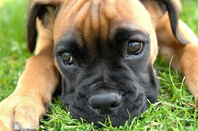 Sam - Boxer Mâle (4 mois)