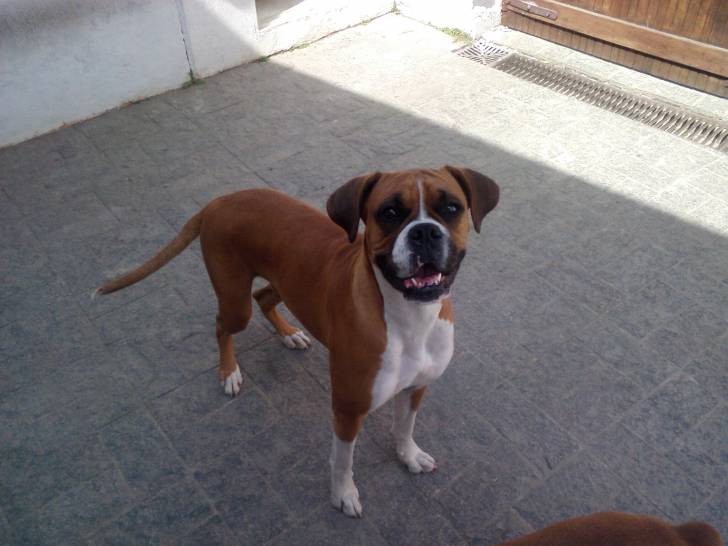 Mel - Boxer (3 ans)