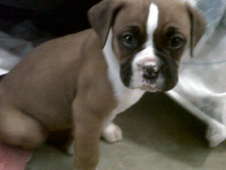 bashy ;) - Boxer Mâle (1 an)