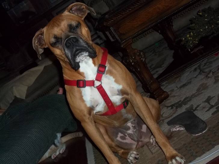 Maddy - Boxer (4 ans)