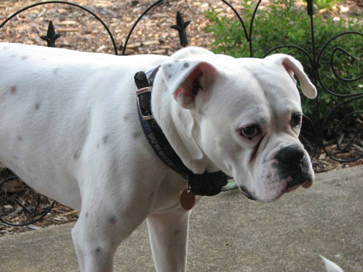 Luke - Boxer Mâle (3 ans)