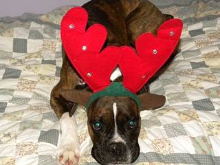 Merry Christmas from Gump - Boxer Mâle (2 ans)