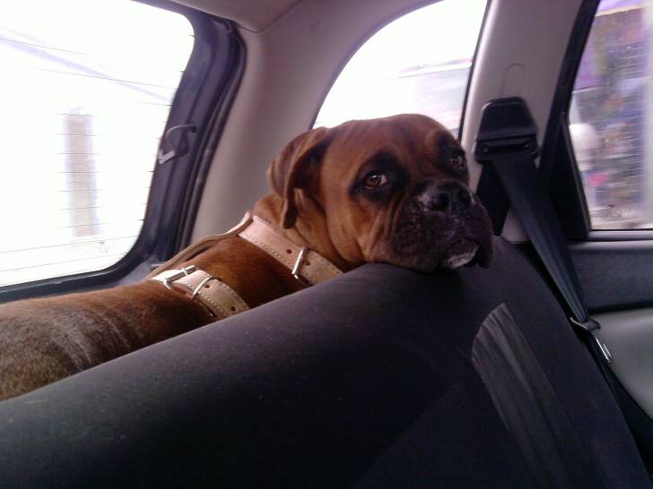 Doggy - Boxer Mâle (3 ans)