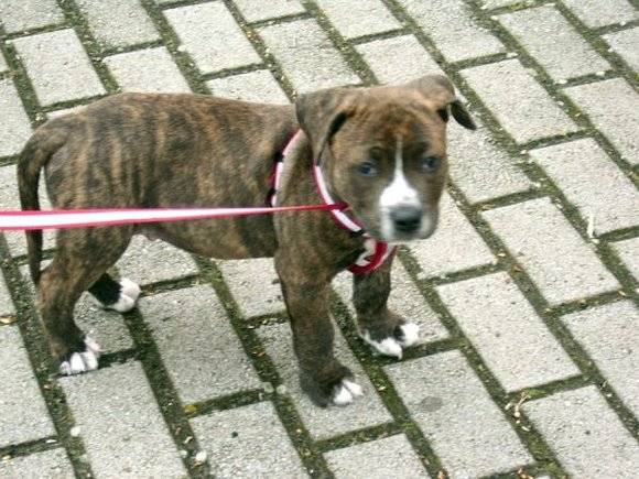 candy - Boxer (3 ans)