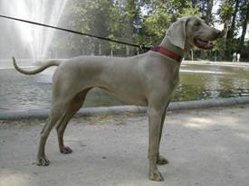 younnes - Boxer Mâle (13 ans)