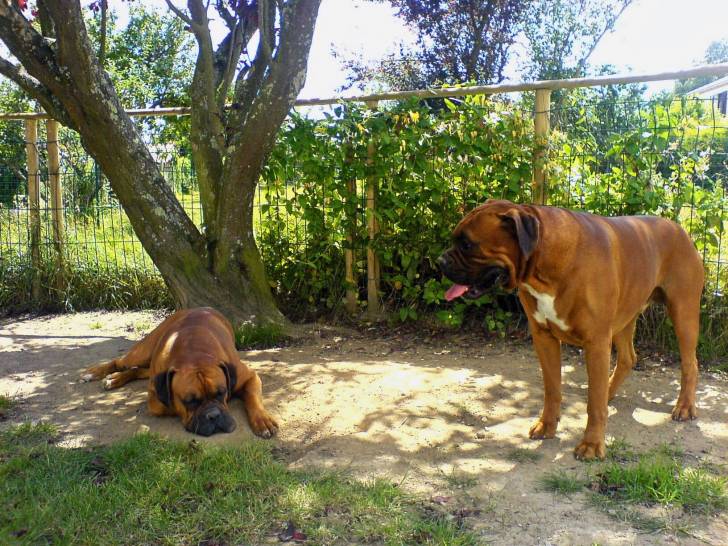 enos &amp; ones - Boxer Mâle (5 ans)