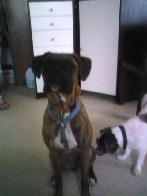 Baylee - Boxer (1 an)