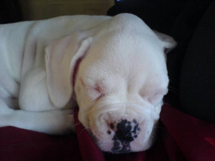 Lemmy - Boxer Mâle (5 ans)