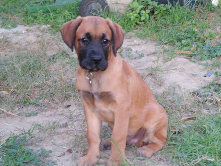 Angus - Boxer Mâle (6 mois)