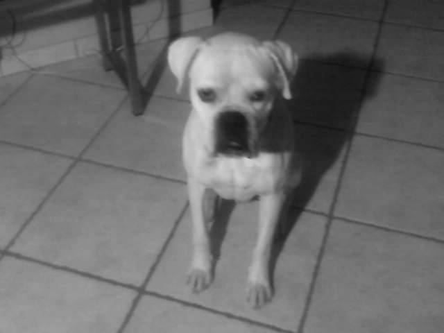 Lemmy - Boxer Mâle (5 ans)