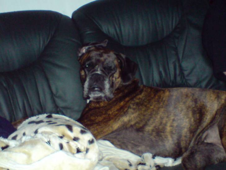 NEO - Boxer (11 ans)