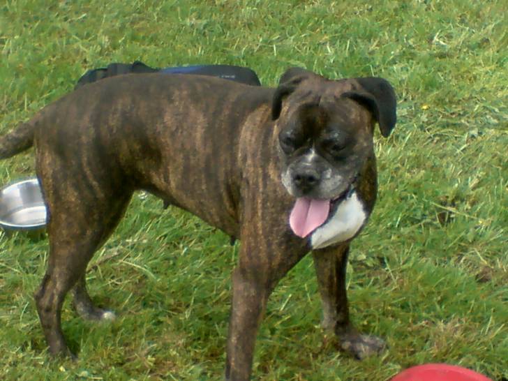 NEO - Boxer (11 ans)
