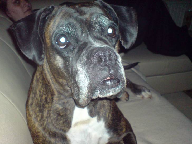 NEO - Boxer (11 ans)