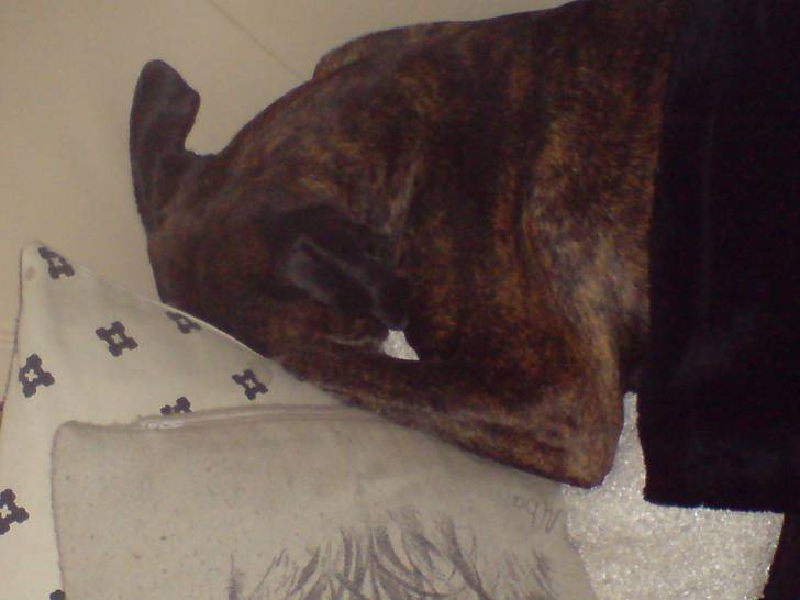 NEO - Boxer (11 ans)