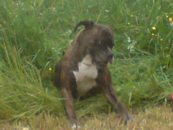 NEO - Boxer (11 ans)