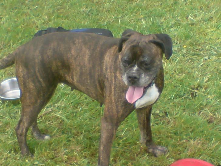 NEO - Boxer (11 ans)