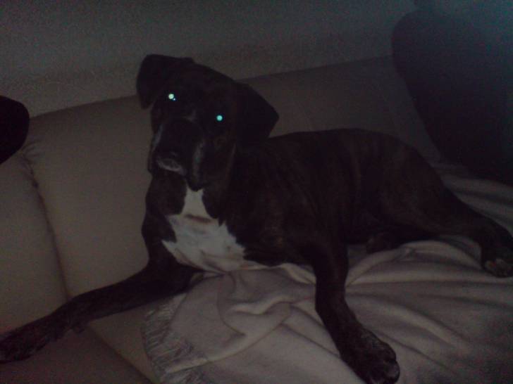 NEO - Boxer (11 ans)
