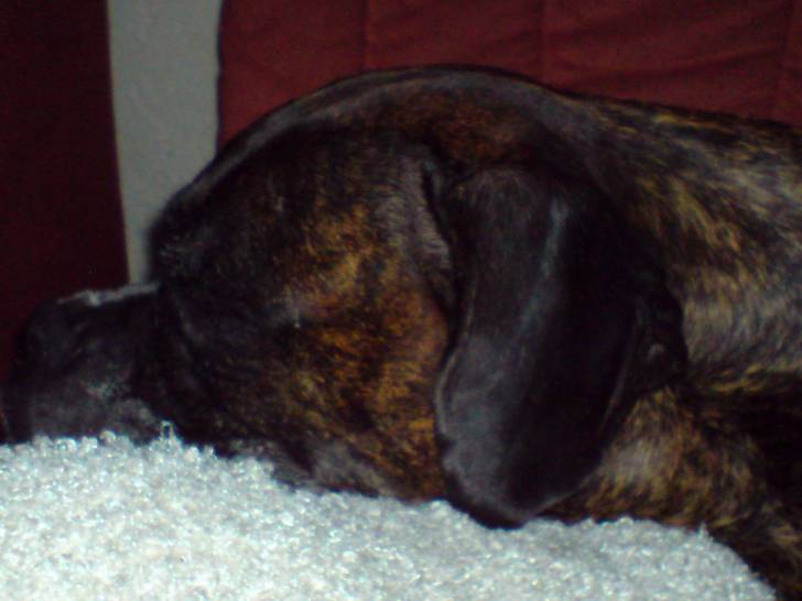 NEO - Boxer (11 ans)