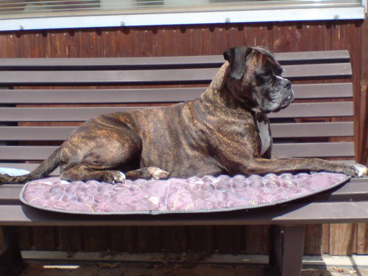 NEO - Boxer (11 ans)