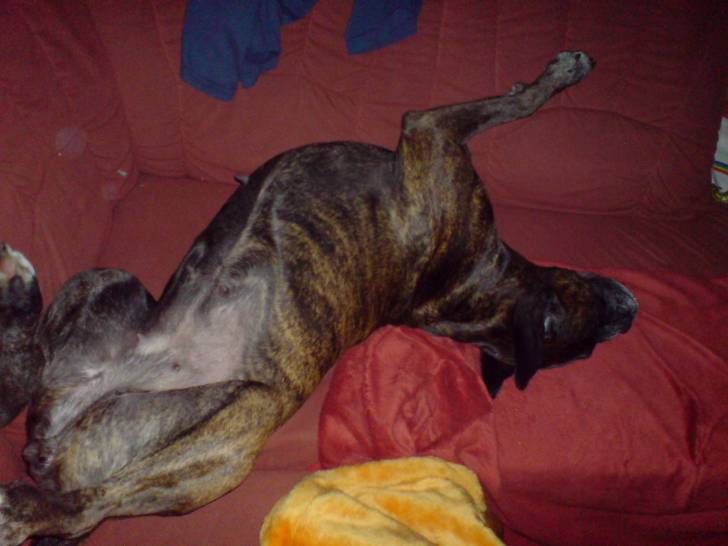 NEO - Boxer (11 ans)
