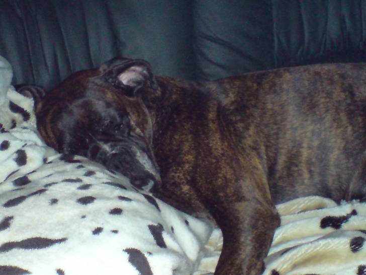 NEO - Boxer (11 ans)