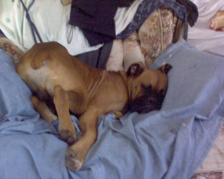 Pistache - Boxer Mâle (10 mois)