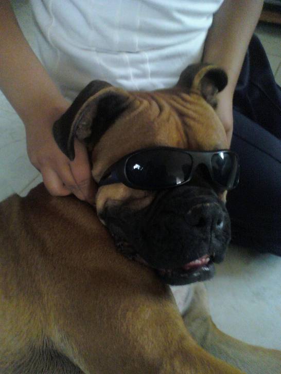 Pistache - Boxer Mâle (10 mois)