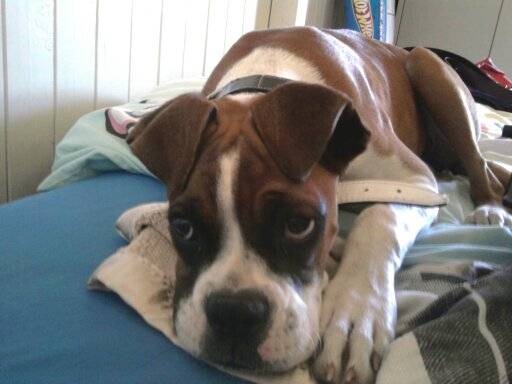 Kia - Boxer (10 mois)