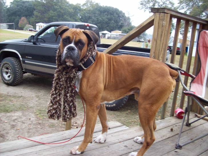 Brodus - Boxer Mâle (9 ans)