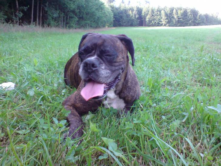 NEO - Boxer (8 ans)