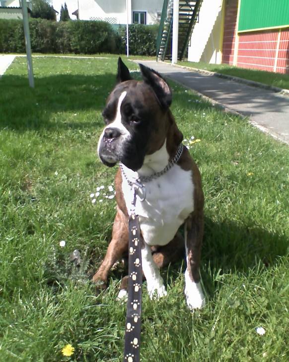 Newton - Boxer Mâle (12 ans)
