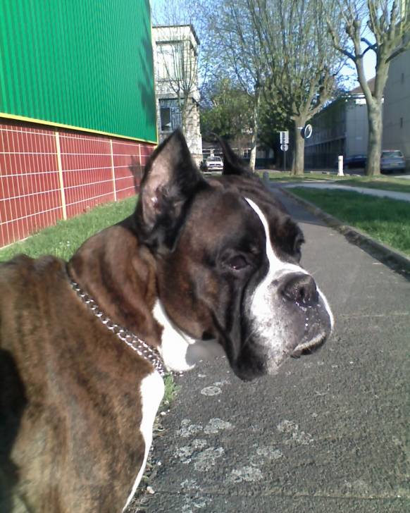 Newton - Boxer Mâle (12 ans)