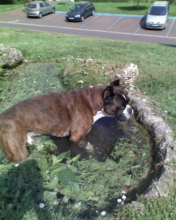 Newton - Boxer Mâle (12 ans)