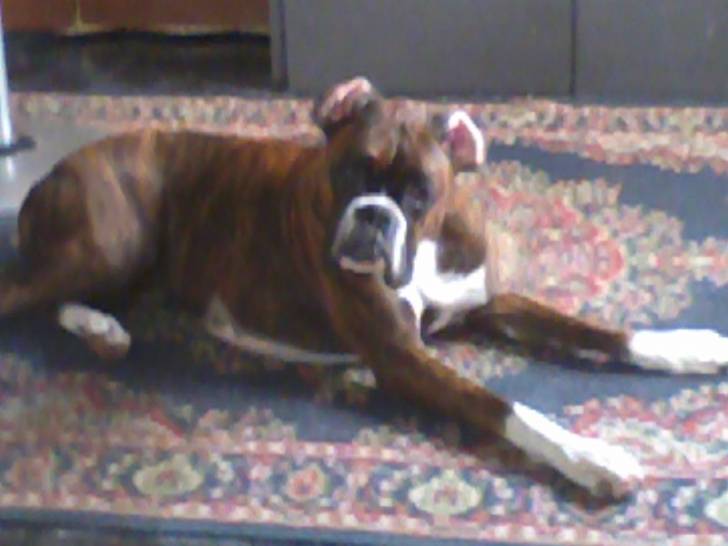 Lola - Boxer (2 mois)