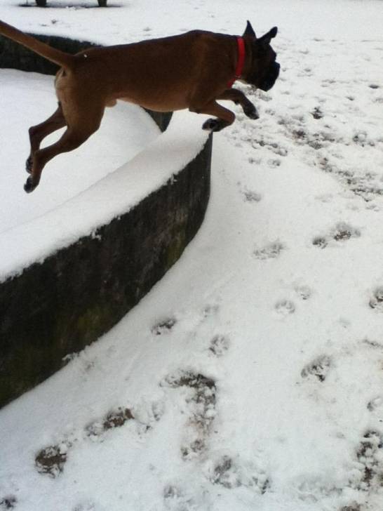 Cyriak - Boxer Mâle (5 ans)
