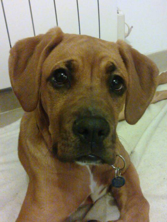 gaia - Boxer (9 mois)