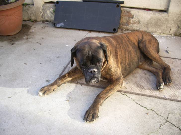 Orus - Boxer Mâle (10 ans)