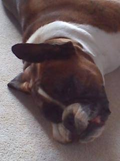 Tessa - Boxer (5 ans)