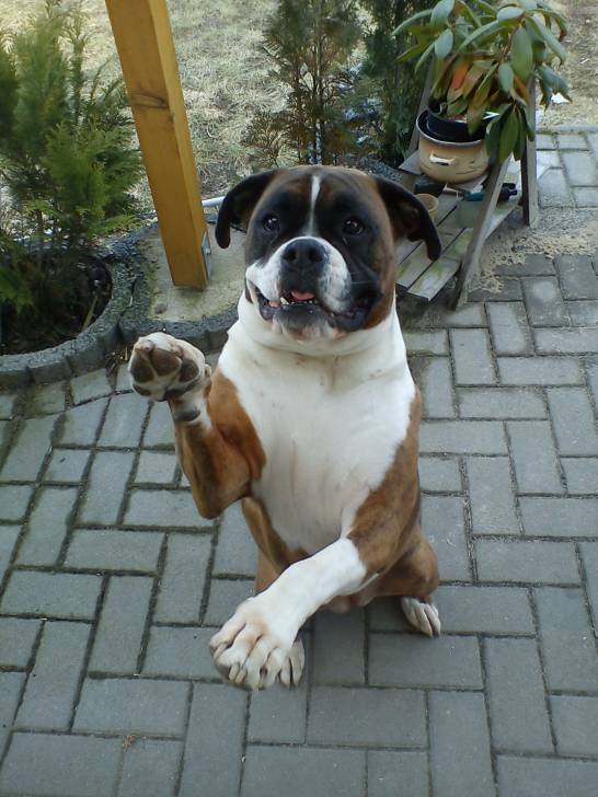 Tessa - Boxer (5 ans)