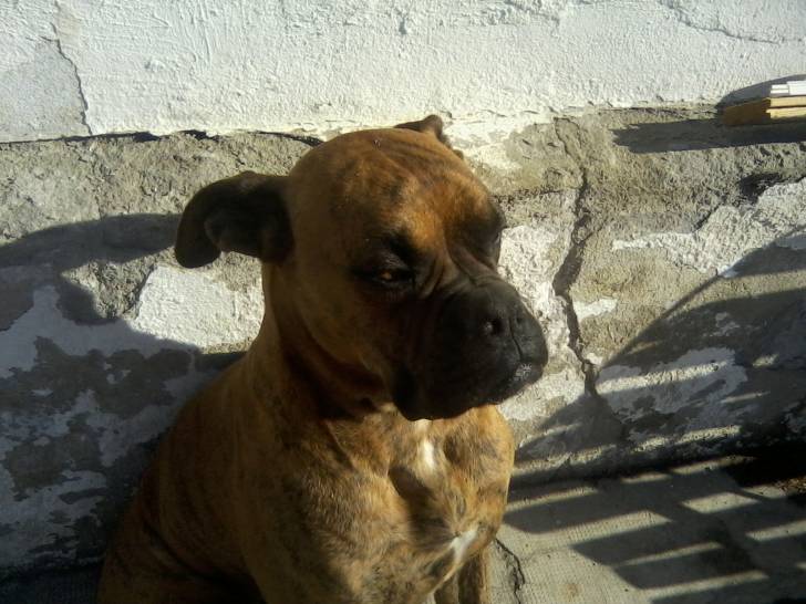 Eros - Boxer Mâle (3 ans)