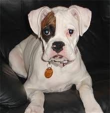Blanco de pequeño - Boxer Mâle (5 mois)