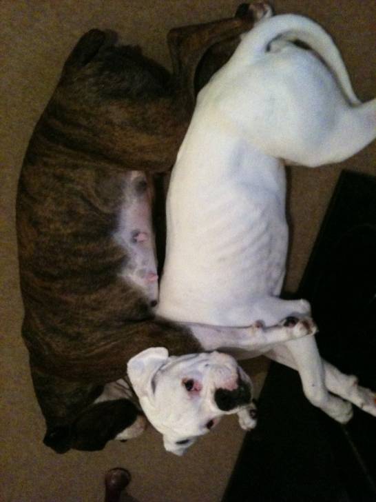 monty & maggie - Boxer